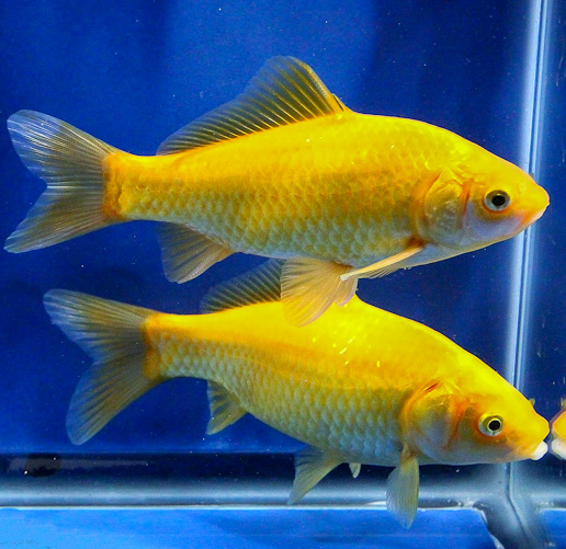 yellow goldfish